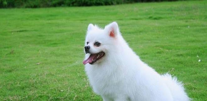 第一次養博美犬，留意這6點能夠 讓它健康快樂成長