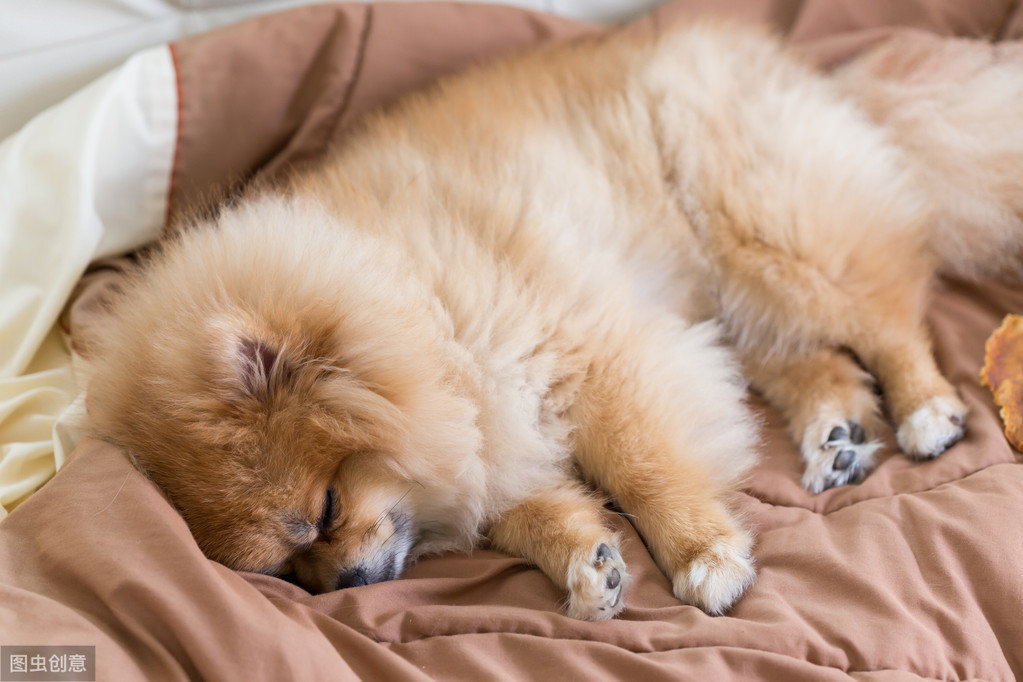 你家狗狗經常睡覺?不一定是病了,影響狗狗睡眠的因素有這些