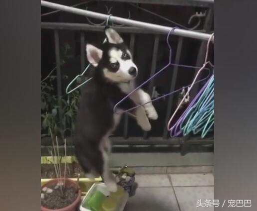 哈士奇做錯事情，被主人用衣架吊起，那眼神好犀利！