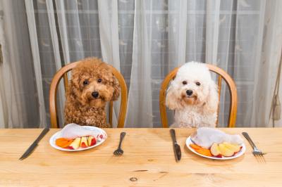 有這些特征的“泰迪犬”,血統一定很純