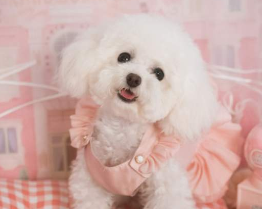 泰迪犬的這8大顏色,你最喜歡哪種?