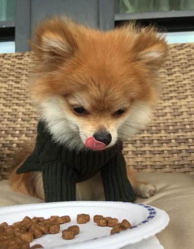博美犬的7大缺點,網友:就是想養也不敢養啊
