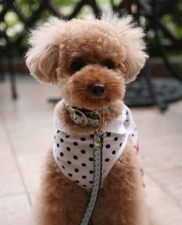 泰迪犬的這8大顏色,你最喜歡哪種?
