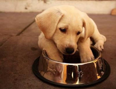 拉布拉多犬吃什么<a href=/shipin/gouliang/ target=_blank class=infotextkey>狗糧</a>好?