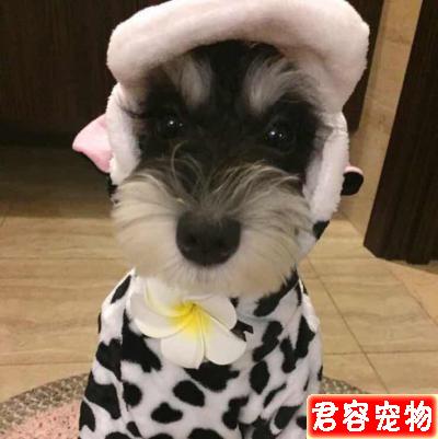 狗狗不樂意剪指甲？教你如何輕松給狗剪指甲（泰迪）