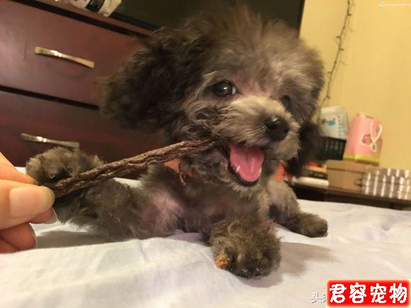 女孩求助，自家黑泰迪為何變成了灰色，網友：你這是炫耀