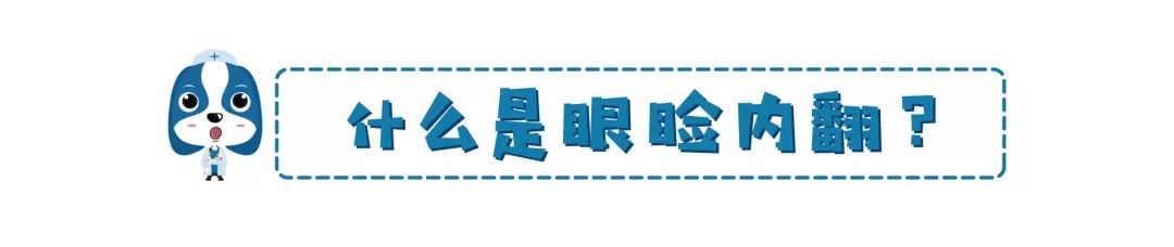 鏟屎官注意！眼瞼內翻≠倒睫毛，越早診斷治療傷害越小