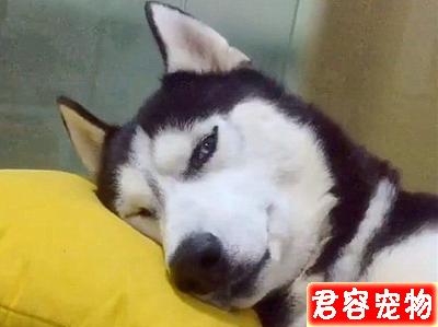 哈士奇搶玩具車沒想到被卡住了牙縫,不吃不喝一天后才獲主人解救