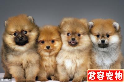 如果你養了博美犬，最好還是看看這篇文章，或許你會收獲很多