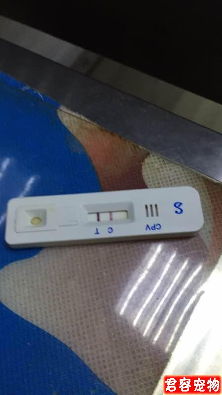 我家灰泰迪驗出了細小，心都碎了，這病能治嗎？