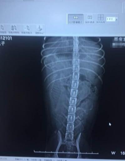 泰迪懷孕66天依舊沒動靜，女子很擔心，送去醫院檢查后卻愁壞了