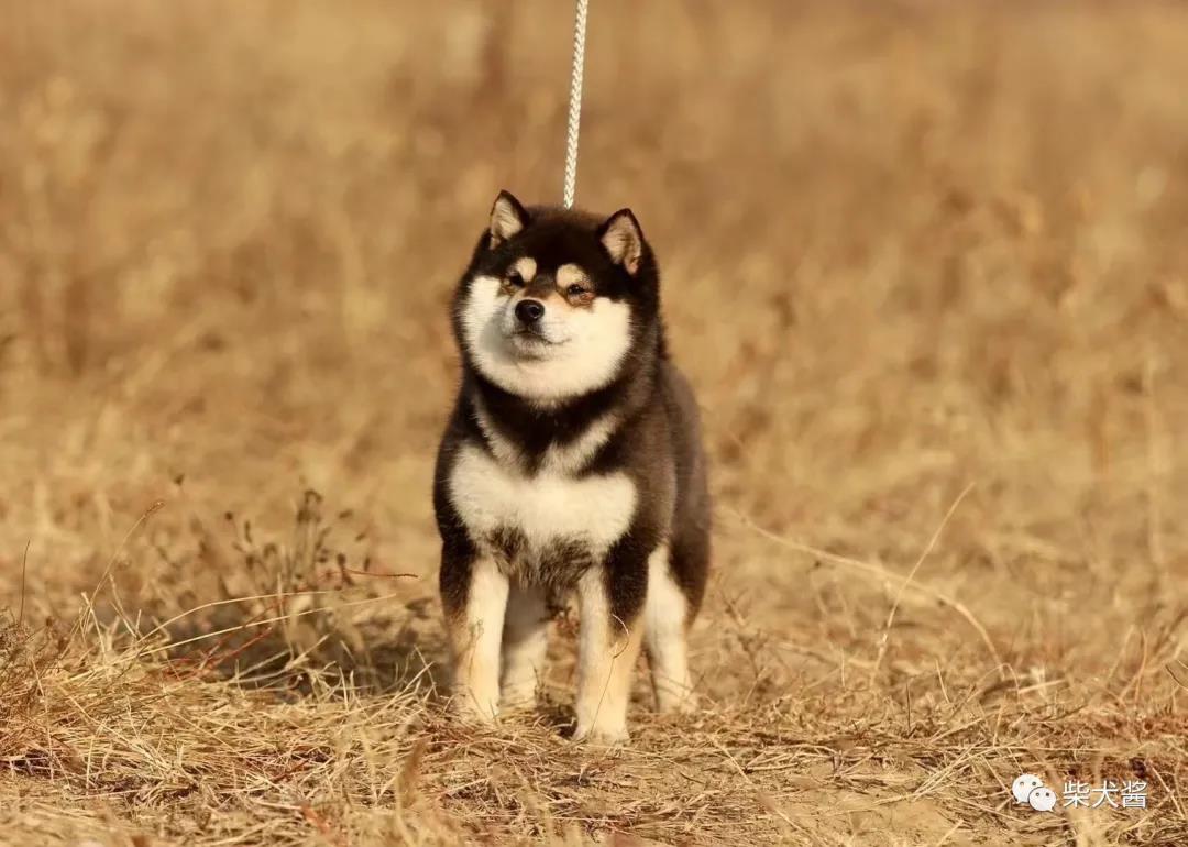 黑色柴犬和哈士奇不是同一種狗狗嗎?