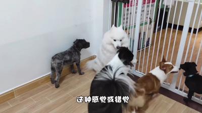 大狗經常欺負小狗？錯覺！有時是反過來的