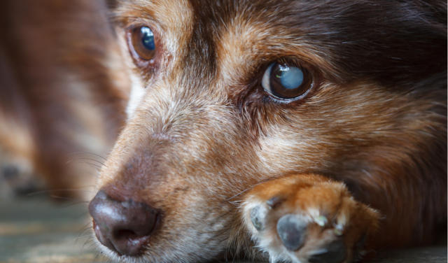 犬白內障相關知識:幼犬也可能是患者,而病因就是遺傳的基因