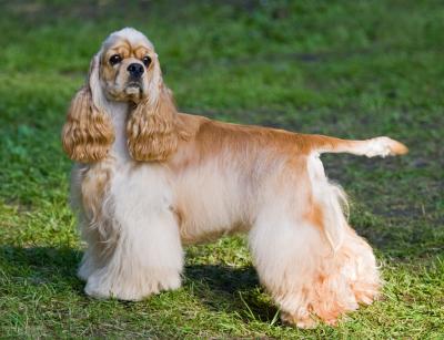 怎么喂養可卡犬?小獵犬可比卡犬好養嗎?