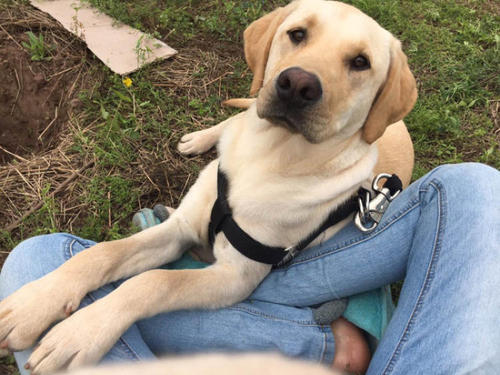 飼養拉布拉多時,5大禁忌不能觸犯