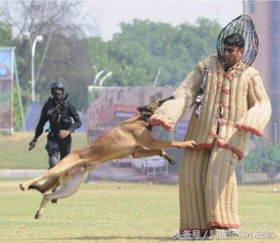 成年男子能否打得過猛犬？