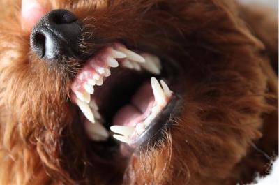 泰迪犬有這“6大表現”,趕緊驅蟲,刻不容緩