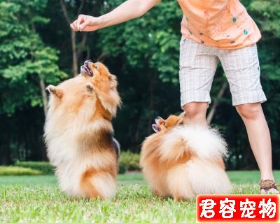 新手養博美“攻略”！看這一篇就夠了