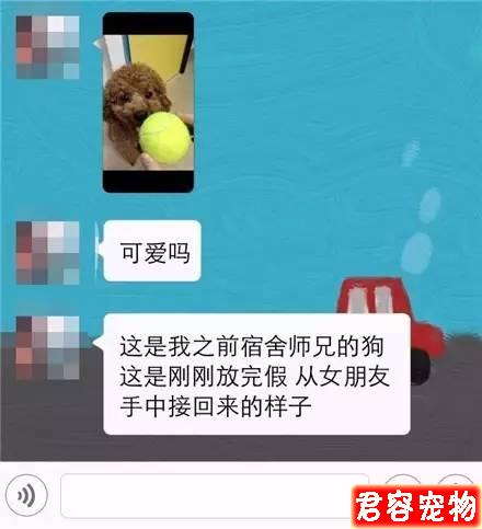 “特別討厭泰迪，看見就想踢是什么心態”？