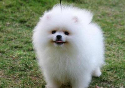 了解“純種”博美犬的特征,對你選購博美犬,是有很大幫助的