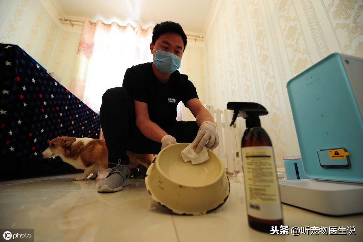 寵物感染這6種傳染病以后,家里該如何徹底消毒呢?