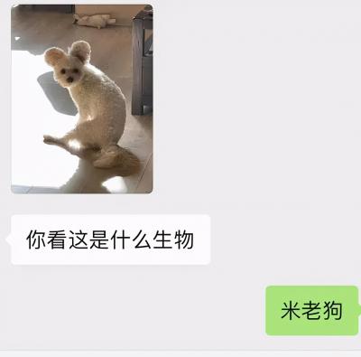 哈哈我笑到隔壁院子的哈士奇要和我拜把子