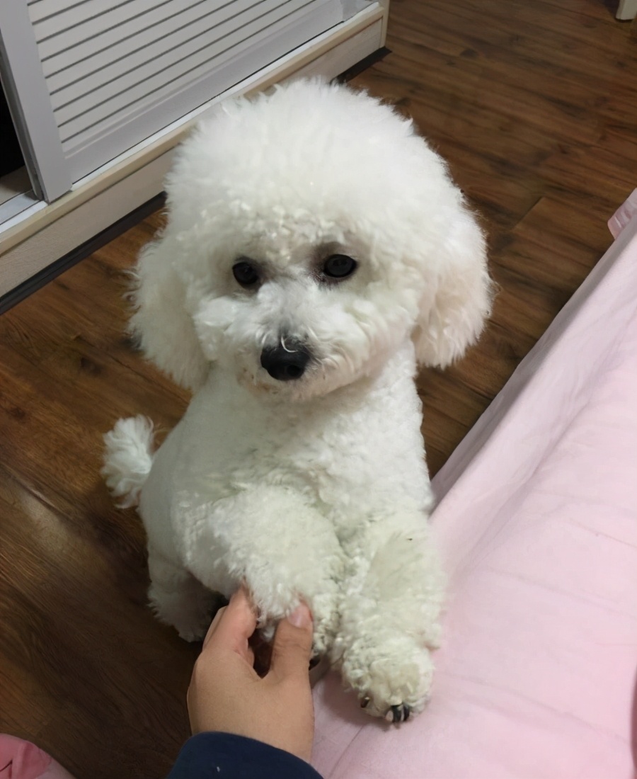 比熊犬毛發干燥無光澤怎么辦?有哪些解決辦法?
