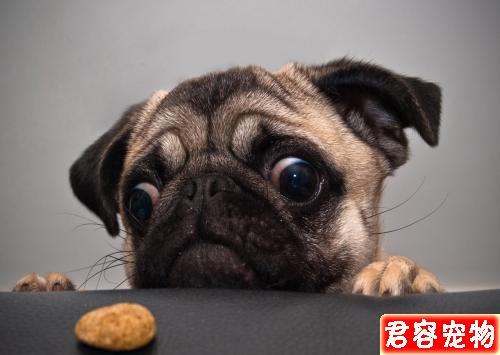 性格最好的五種中大型犬，有你心中所想嗎？