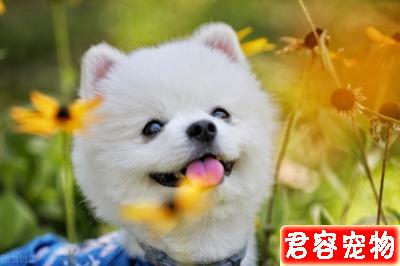 新手養博美“攻略”！看這一篇就夠了