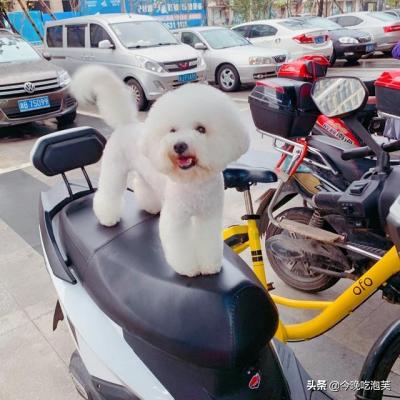 狗狗到底能不能吃鹽?