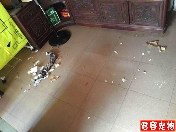養了只泰迪，短短兩個月的時間，我簡直要懷疑人生了！