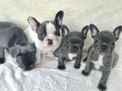 犬白內障相關知識:幼犬也可能是患者,而病因就是遺傳的基因