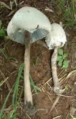狗狗也中毒!?吃菌需謹慎,這份指南請速速查收→