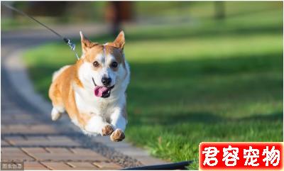 柯基怎么養,作為主人,你了解嗎?看一下該注意的地方,健康養狗