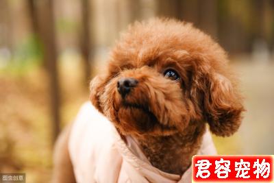 泰迪犬“拉稀”的原因，你還不知道吧