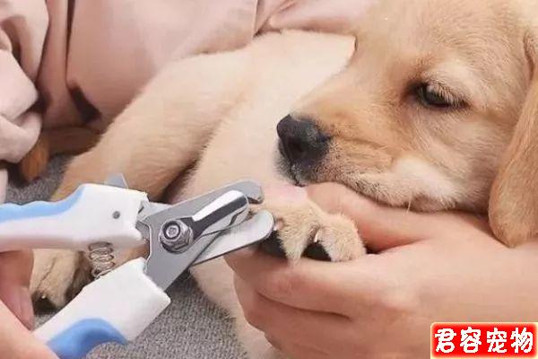 給狗狗剪趾甲,要不要剪?怎么剪?今天給鏟屎官說白說透!