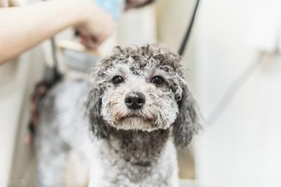 泰迪犬毛發褪色，主要原因是主人的問題？