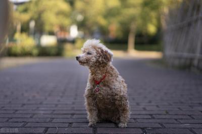 泰迪犬毛發褪色，主要原因是主人的問題？