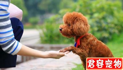 泰迪犬顏色這么多，哪一種顏色最貴？