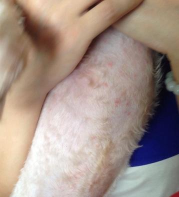 定時給狗狗洗澡，但狗狗身上還是長了很多紅點，這可不是熱瘡！