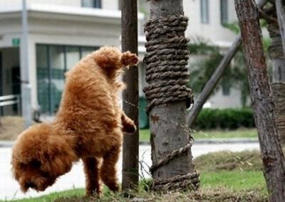 狗狗尿液減少的幾種原因，家長們可以為自己家狗狗找找根源