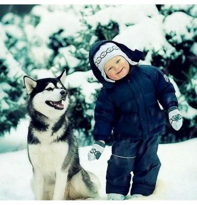 俄羅斯西伯利亞雪橇犬,哈士奇,喂養建議