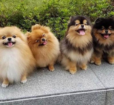 博美犬優缺點有什么？這種可愛的網紅狗狗容易養嗎？適合女生嗎？