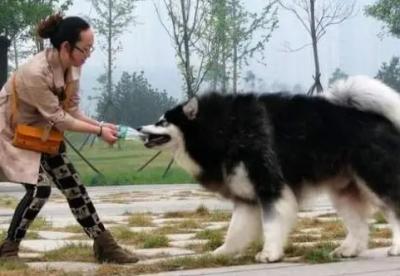 六個不養阿拉斯加犬的理由,看完你還會心動嗎?
