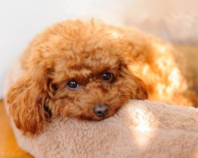 有這些特征的“泰迪犬”,血統一定很純