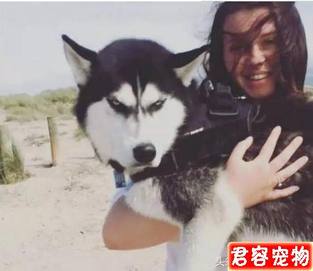 網紅不爽臉哈士奇竟有老婆！老婆的高顏值根本癩蛤蟆吃到天鵝肉