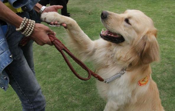 學好這6個訓犬方法，鏟屎官可降低苦惱！