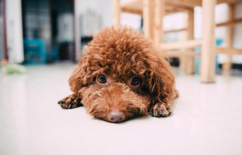 泰迪犬毛發褪色，主要原因是主人的問題？