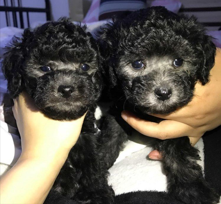 泰迪犬全年齡階段的“飼養注意”,合格的寵主都知道